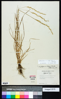 Sphenopholis filiformis image