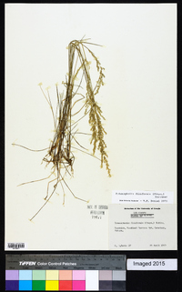 Sphenopholis filiformis image