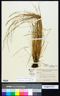 Sphenopholis filiformis image