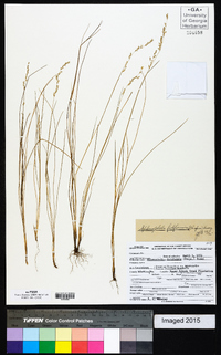 Sphenopholis filiformis image