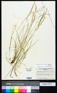 Sphenopholis filiformis image