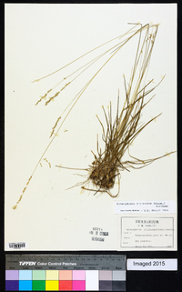 Sphenopholis filiformis image