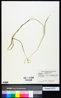 Sphenopholis intermedia image