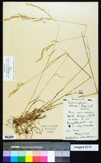 Sphenopholis nitida image