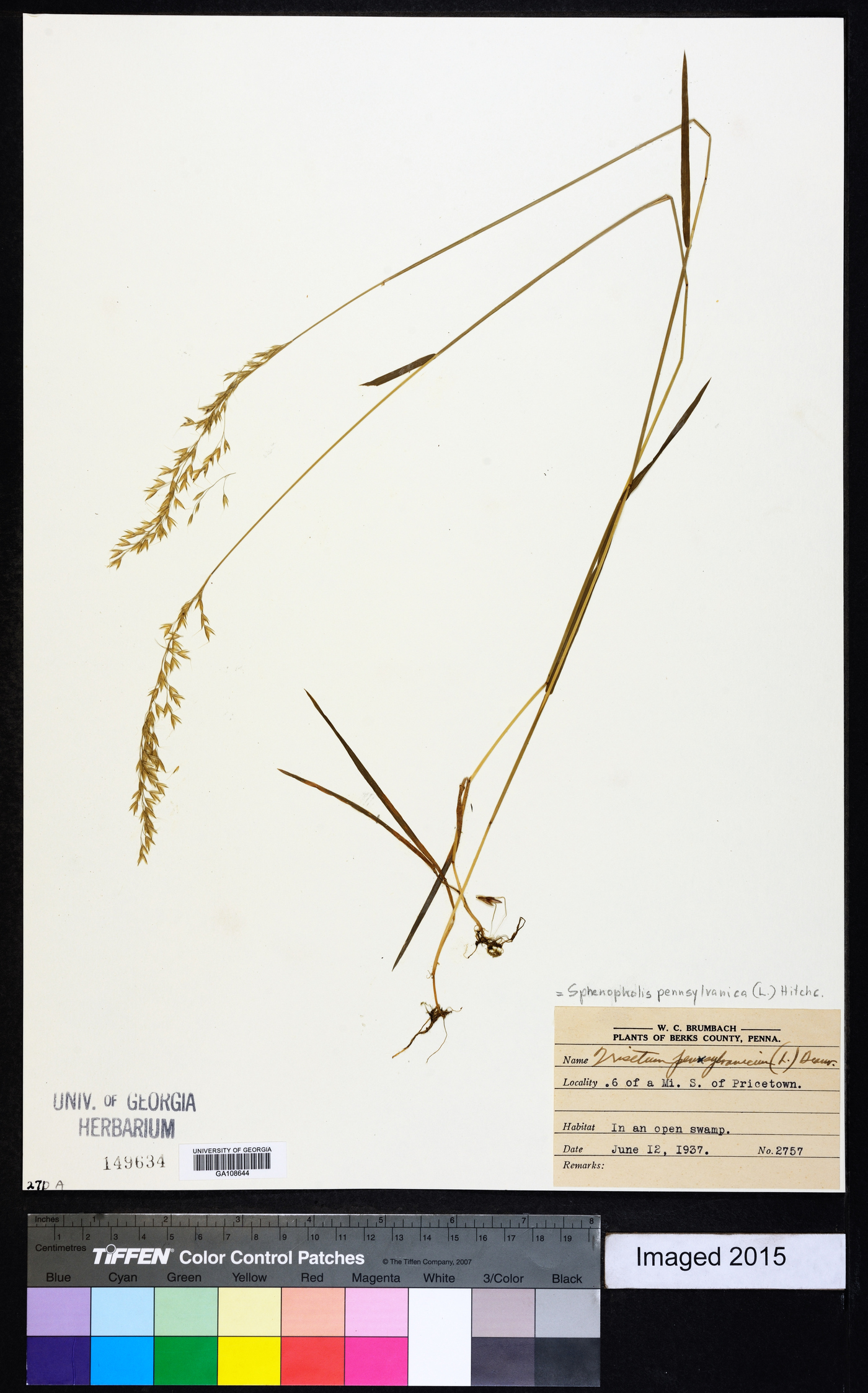 Sphenopholis pensylvanica image