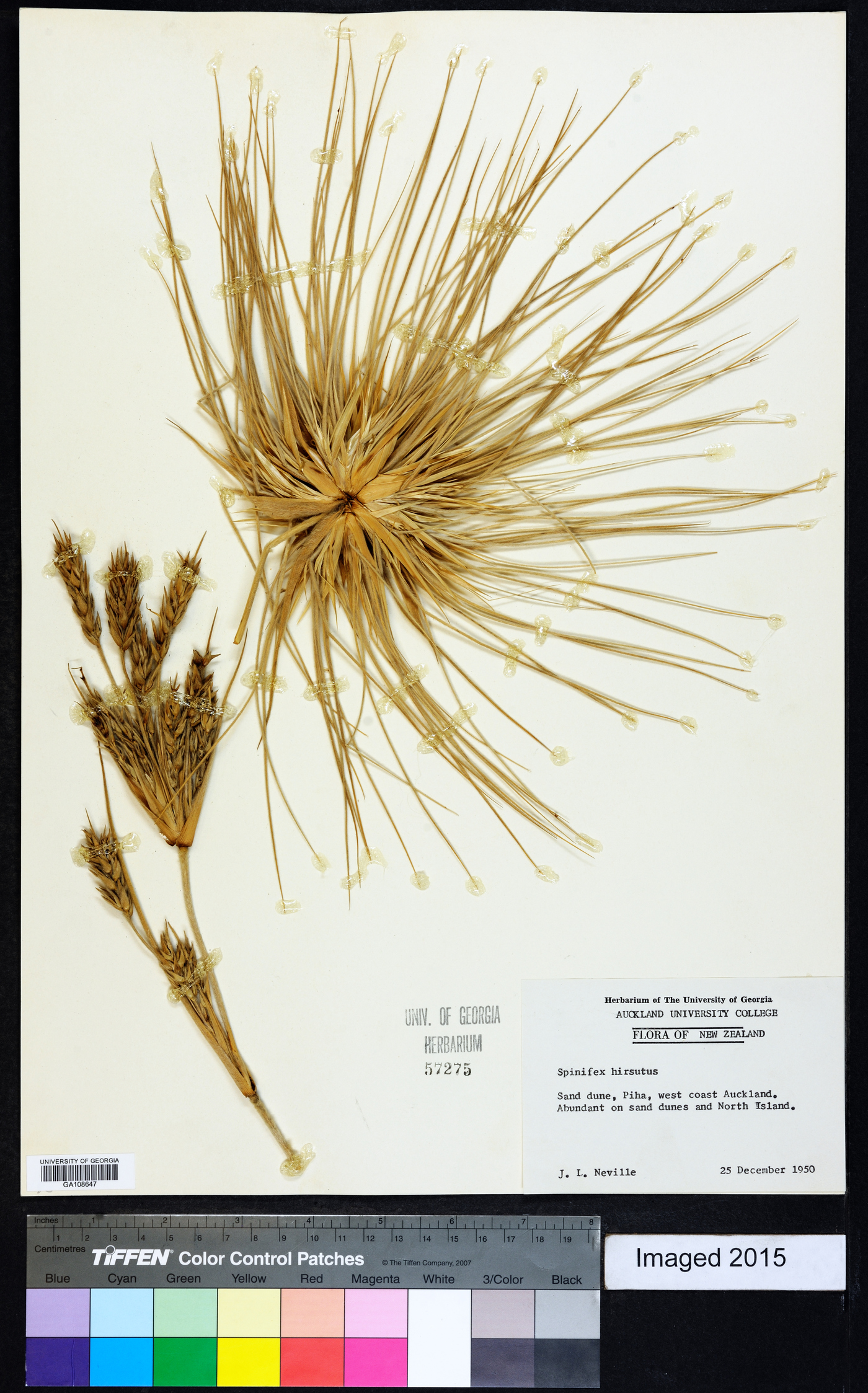 Spinifex hirsutus image