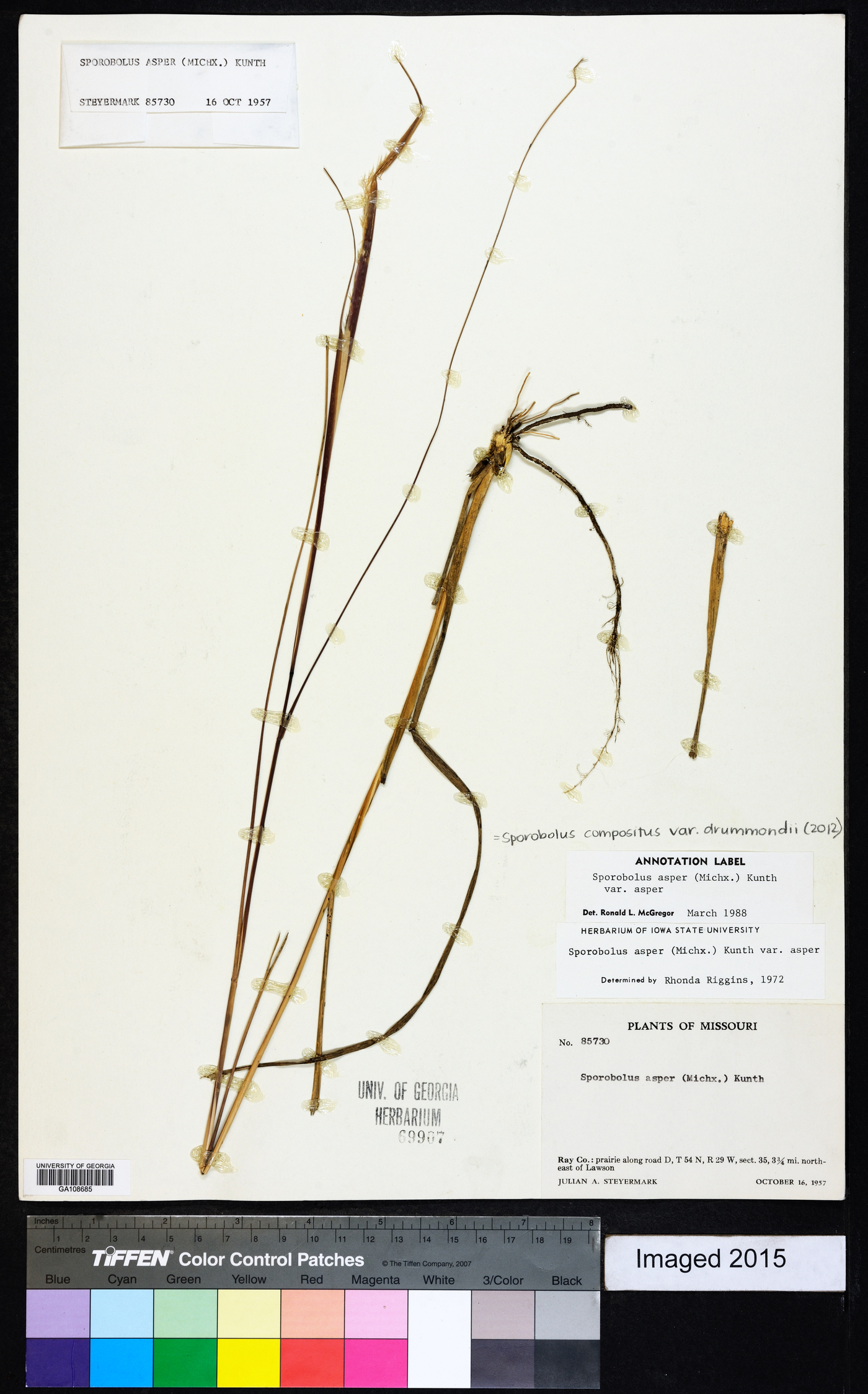 Sporobolus compositus var. drummondii image