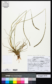 Sporobolus indicus var. indicus image