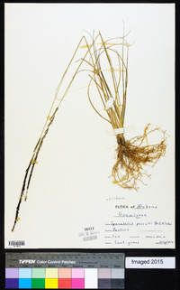 Sporobolus indicus image