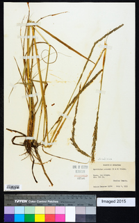 Sporobolus indicus image