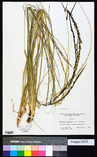 Sporobolus indicus image