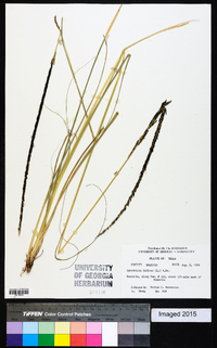 Sporobolus indicus image