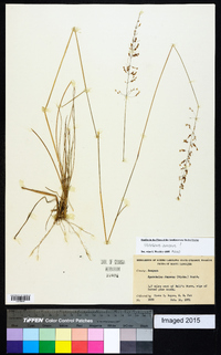 Sporobolus junceus image