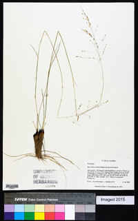 Sporobolus junceus image