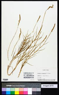 Sporobolus virginicus image