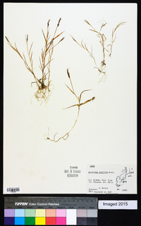 Sporobolus piliferus image