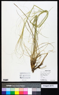 Hesperostipa comata image