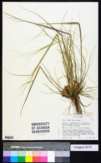 Hesperostipa comata image