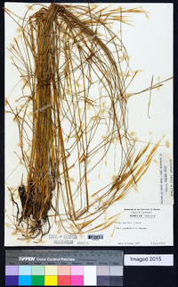 Hesperostipa spartea image