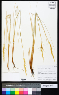 Pappostipa speciosa image