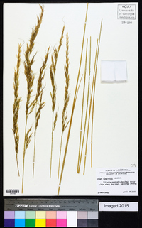 Stipa diegoensis image