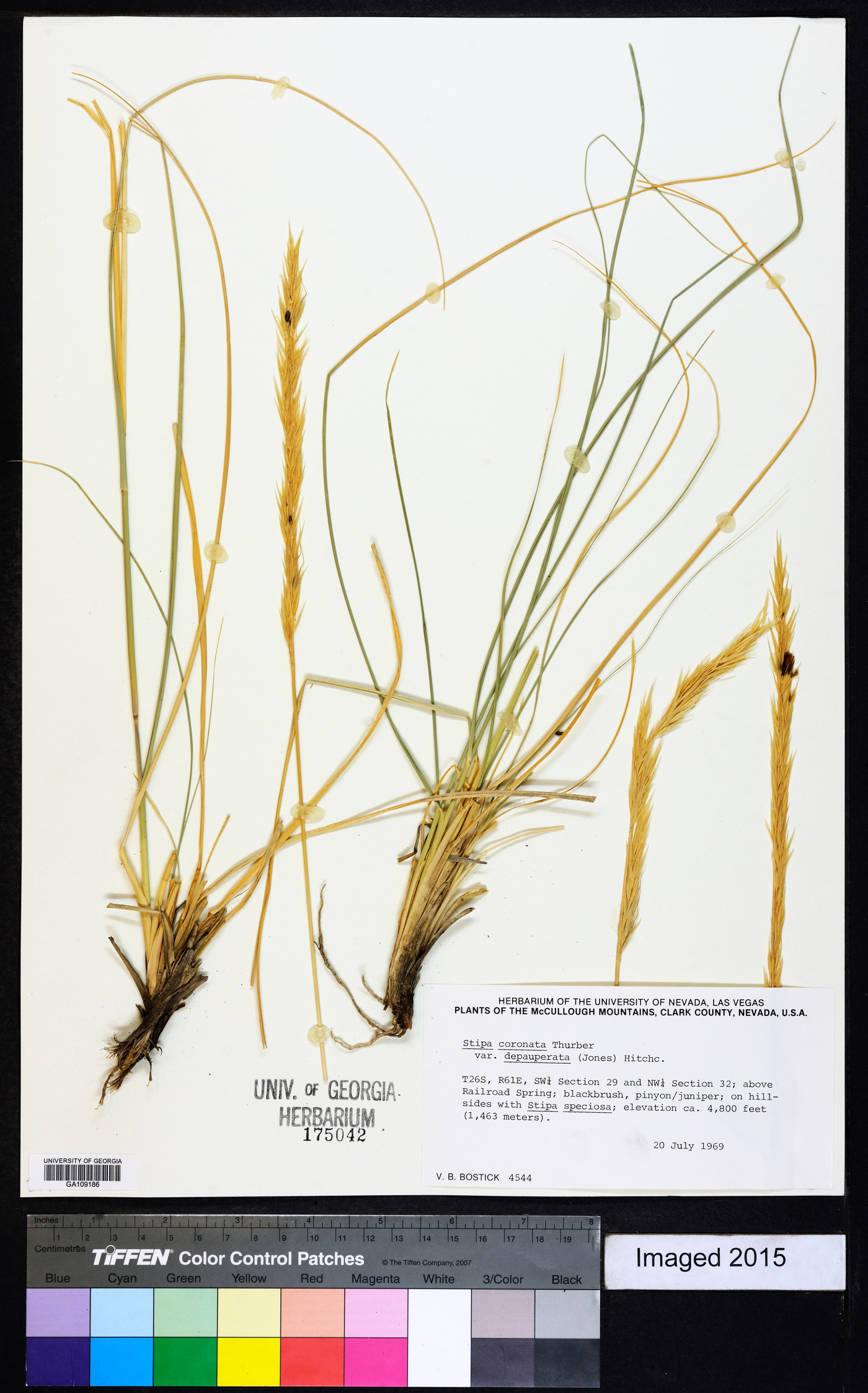 Achnatherum parishii var. depauperatum image