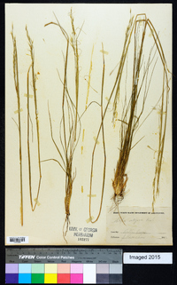 Stipa setigera image