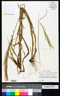 Digitaria insularis image