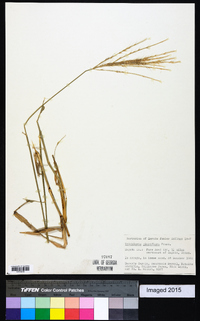 Trichloris pluriflora image