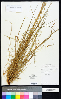 Tridens albescens image