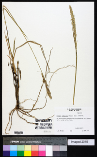 Tridens albescens image