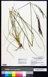 Tridens flavus var. flavus image