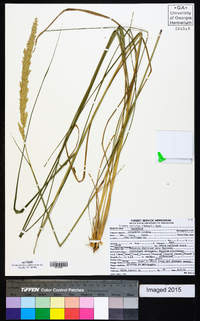 Tridens strictus image