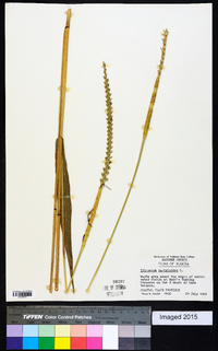 Tripsacum dactyloides image