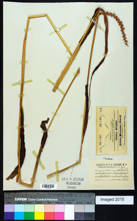 Tripsacum dactyloides image