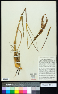 Tripsacum dactyloides image