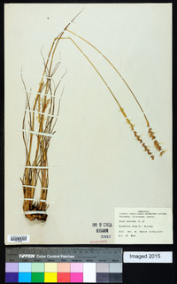 Tripsacum floridanum image