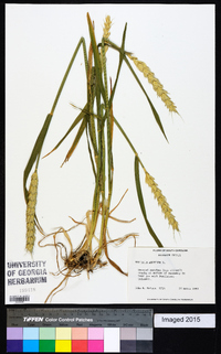 Triticum aestivum image