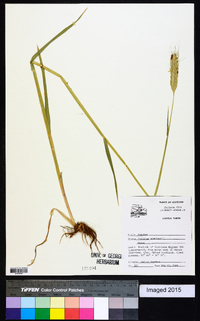 Triticum aestivum image