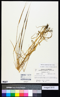 Aegilops cylindrica image