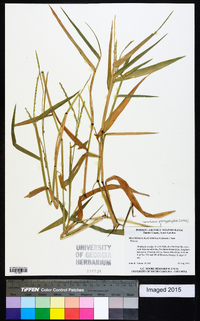 Urochloa platyphylla image