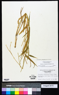 Urochloa platyphylla image