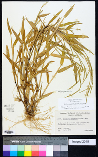 Urochloa platyphylla image