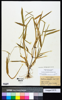 Urochloa platyphylla image