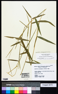 Urochloa platyphylla image