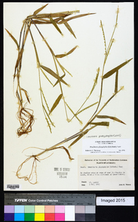 Urochloa platyphylla image