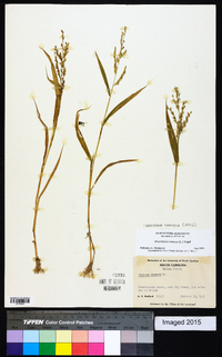 Urochloa ramosa image