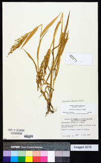 Urochloa ramosa image