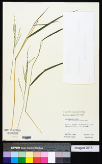 Urochloa ramosa image