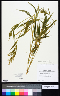 Urochloa ramosa image